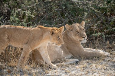 Afrika bozkırlarındaki aslanlar