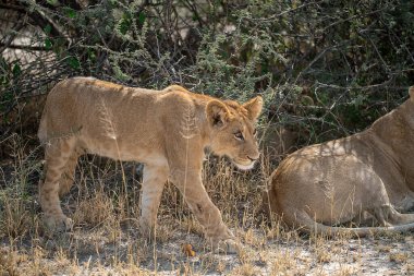 lioness in a bush in the savannah of south africa