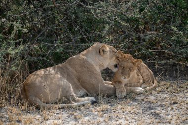 Etoşa 'daki aslan yavrusu.