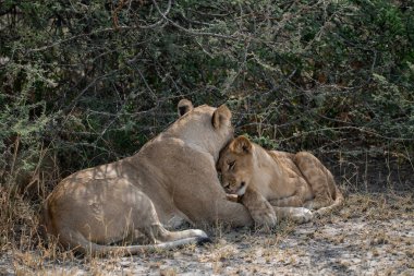 Kruger Ulusal Parkı, Güney Afrika 'da yavru aslanla birlikte.
