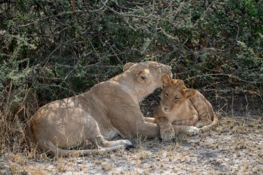 Genç aslan ve anne.