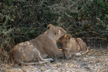 Aslanlar başlarını savanaya koymuşlar.
