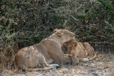 Aslanlar etkin, Namibia