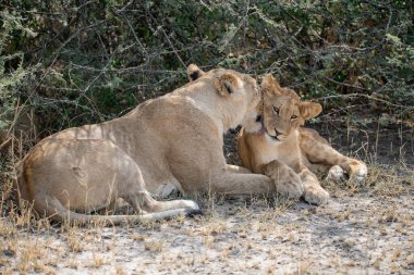 Anne aslan ve yavru.