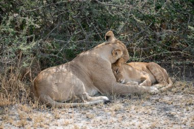 Kenya ulusal parkında vahşi bir aslan.