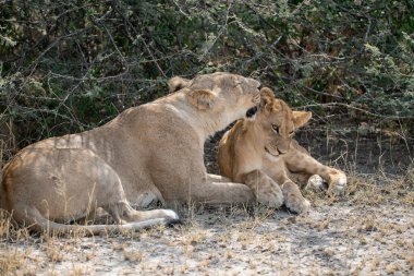 Vahşi doğada dişi aslan.