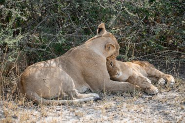 Güney Afrika 'daki Kruger Ulusal Parkı' nda aslan yavrusu.