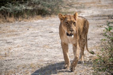 Otların arasında yürüyen bir dişi aslan