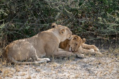 Afrika bozkırında dişi aslan.