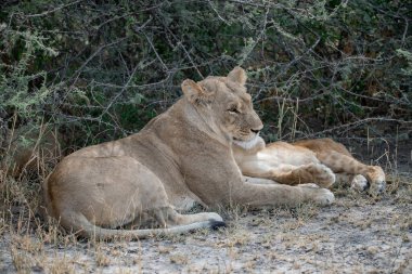 Dişi aslan ve yerde yatan bir aslan.