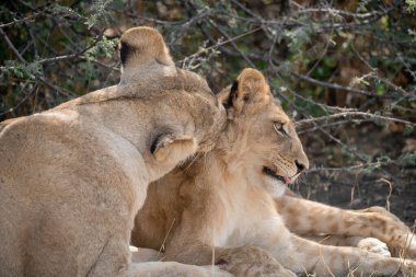 Kenya savanındaki aslanlar