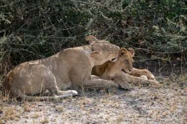 Anne aslan ve iki genç dişi aslan Güney Afrika 'daki Kruger Ulusal Parkı' nda çimlerin üzerinde yatıyorlardı.