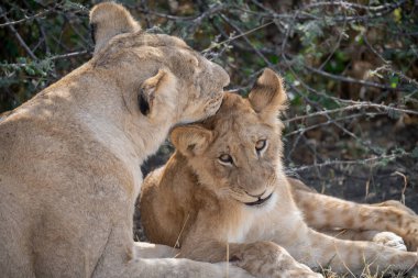 Aslan yavrusu çimlerde