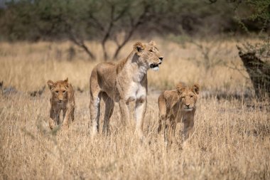 Vahşi aslan ailesi.