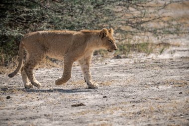 Genç aslan Namibya 'da Etoşa' da