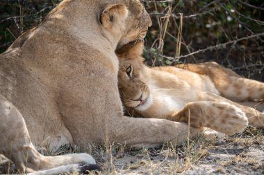 Aslan yavrusu Kruger Park 'ta dinleniyor.