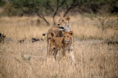 Güney Afrika 'daki Kruger Ulusal Parkı' nda iki aslan var.