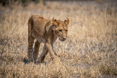 Afrika, Kenya savanındaki genç aslan