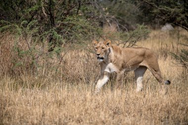 Erkek aslan Botswana 'daki Chobe Ulusal Parkı' nda çimlerin üzerinde yürüyor..