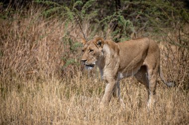 Afrika savanındaki aslan.