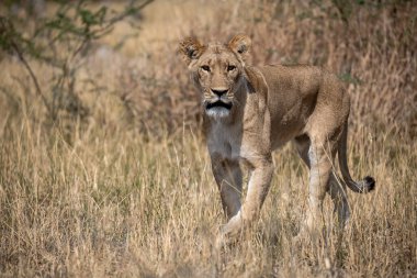 Aslan ın kruger national park, Güney Afrika