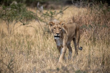 lioness in the wild in the south of kenya.