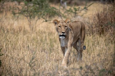 otların arasında yürüyüş aslan