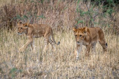 Genç aslan yavrusu çimlerde
