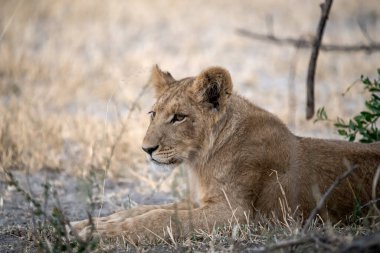 Aslan yavrusu, Güney Afrika 'da, güneşte çimlerde uzanıyor.