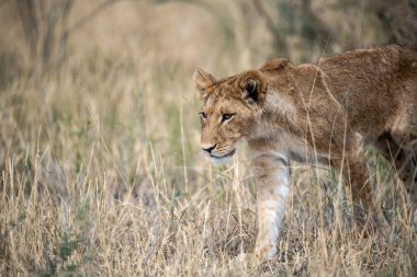 Kruger Ulusal Parkı 'ndaki aslan.