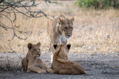 Güney Afrika Kruger Ulusal Parkı 'ndaki aslanlar..