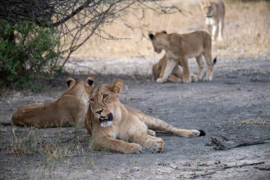 Yavrusuyla birlikte Güney Afrika 'daki Kruger Ulusal Parkı' nda genç bir aslan..