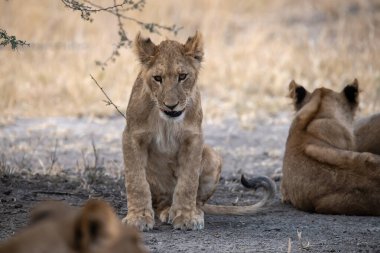 Aslanlar ve dişi aslanlar Kruger Vahşi Yaşam Parkı, Güney Afrika