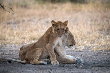 Botswana 'daki Chobe Ulusal Parkı' ndaki kuru bir ağaca uzanmış aslan.