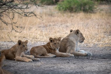 young lion family resting in the sun in the kruger park.