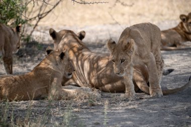 Bir grup dişi aslan ovada yerde birlikte yatıyorlar.