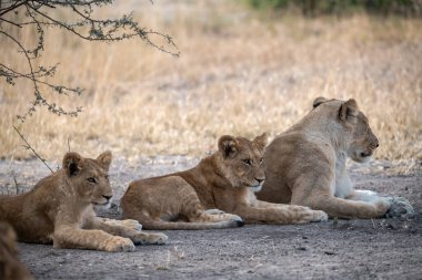 young lion cub lying down on grass in kruger national park, south africa