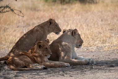 lion family playing in the kruger national park, south africa