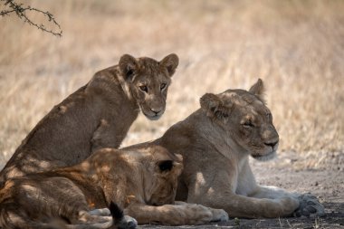 yerde yatan aslan yavrusu