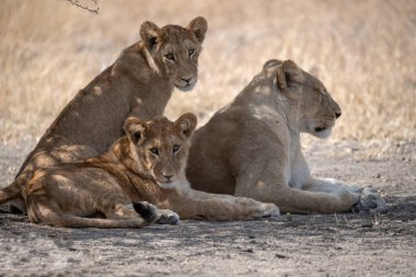lions resting on a dry bush in the kruger park, south africa