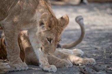 Genç aslanlar Kruger parkında oynuyorlar.