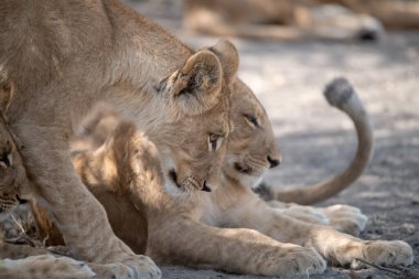 Birlikte oynayan aslan yavrusu