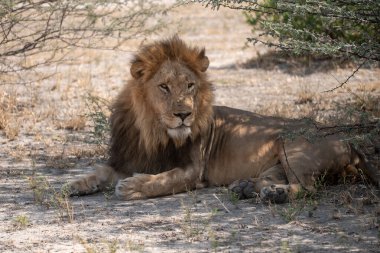 Etoşa Ulusal Parkı 'ndaki Afrika aslanı.