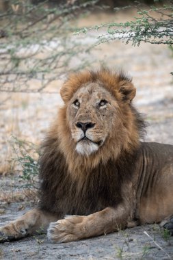 Otların arasında oturan bir erkek aslan