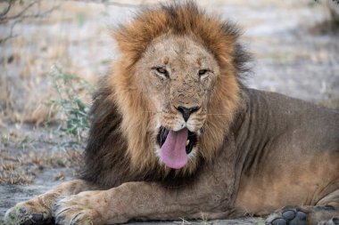 Bir Aslanın Portresi