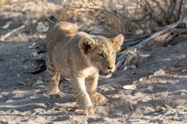 young lion walking through the sand