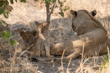 Doğada yavrusu olan dişi aslan.