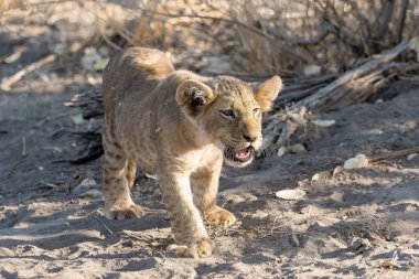 Namibya 'daki Kalahari çölünde aslan yavrusu.