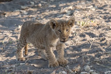 young lion cub walking in the grass.