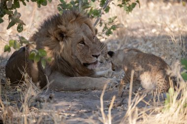 Aslan yavrusu yerde yatıyor. Kruger Ulusal Parkı, Güney Afrika.